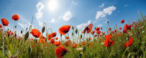 Close up beautiful banner red poppy flowers in summer in nature outdoors on sunny day against blue sky. Blooming poppies in wild. Ai generative.