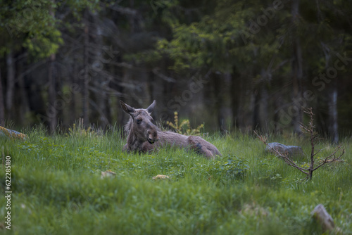 Wildlife scene from Sweden. Moose - Eurasian elk.  Moose in natural green habitat. Alces alces in forest.