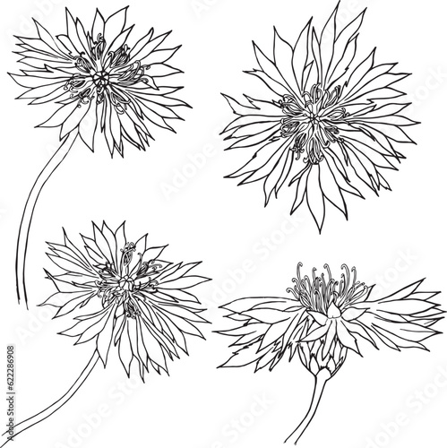 Set of vector hand drawn Cornflower illustration   knapweed isolated on white  lineart flower  doodle sketch  Centaurea botanical herb for design herbal tea  organic cosmetic  natural medicine.