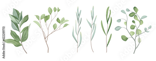 Vector Grass Set. Different eucalyptus sprigs  green plants and leaves on a white background . Vector illustration