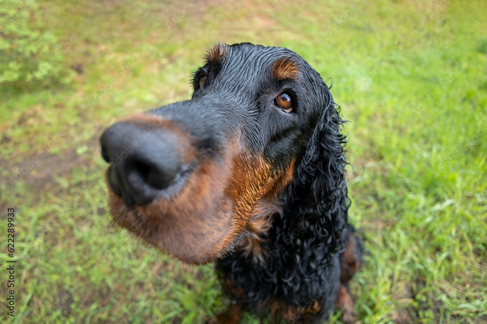 Funny closeup portrait of black and tan gordon setter nose. Selective focus, perspective distortion