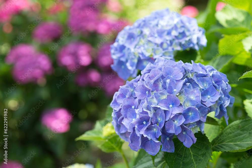 紫の花のボケをバックに青紫の紫陽花の花 紫の花のボケをバックに青紫の紫陽花の花