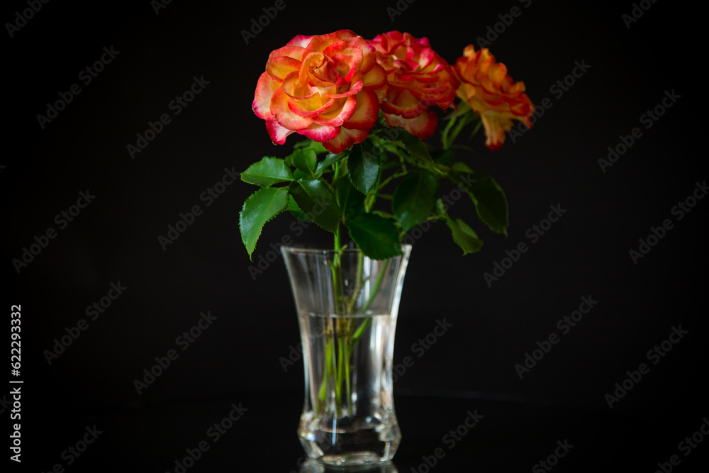 Obraz premium Flowers of beautiful blooming red rose on black background.