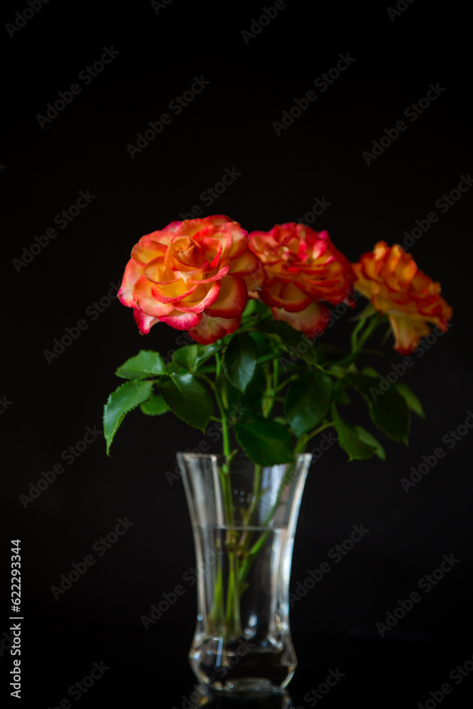 Flowers of beautiful blooming red rose on black background.