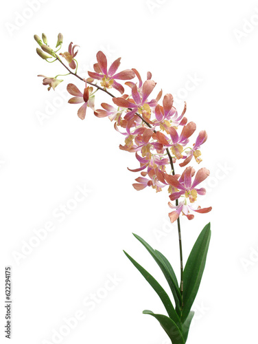 Light Pink orchid with leaves isolated on white background