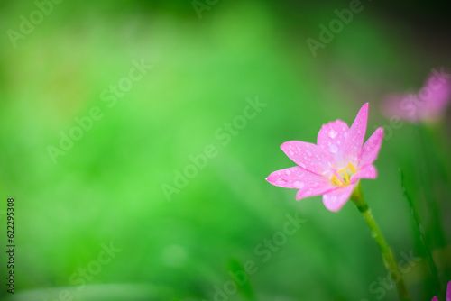 fresh pink flower nature background