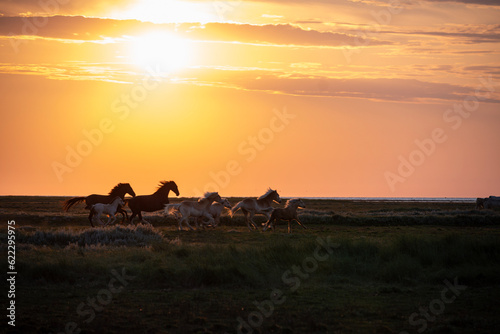 horses at sunset