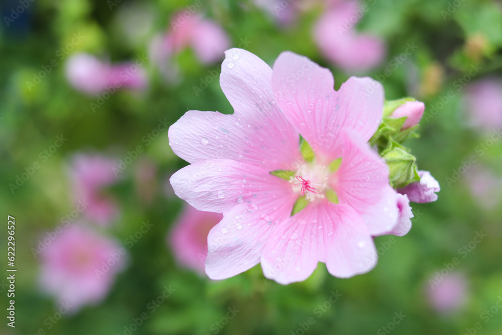 Mallow. Beautiful pink flower on a blurred green background. Close-up. Selective focus. Copyspace Mallow. Beautiful pink flower on a blurred green background. Close-up. Selective focus. Copyspace