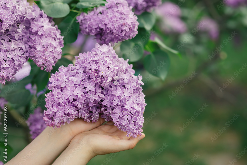 Blooming purple branch of lilac flowers in young girl's hands in spring garden, natural floral seasonal outdoor background with copy space, idea of blossoming, tenderness, beauty, freshness of nature Blooming purple branch of lilac flowers in young girl's hands in spring garden, natural floral seasonal outdoor background with copy space, idea of blossoming, tenderness, beauty, freshness of nature