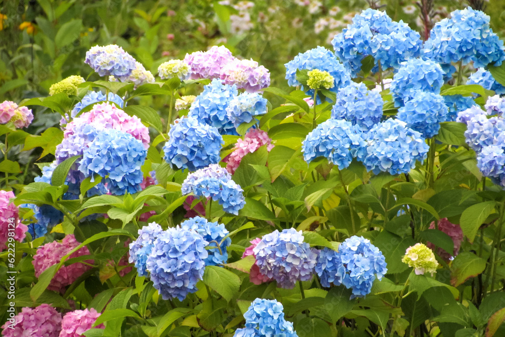 Multicolored lush hydrangea blooms in garden. Multicolored lush hydrangea blooms in garden.