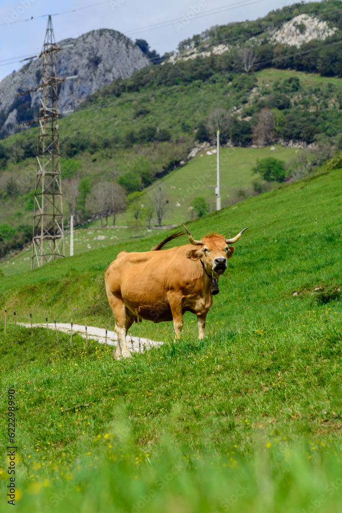 Naklejka premium Brown Asturian cows, livestock with little calfs on green grass pasture, Picos de Europe, Los Arenas, Asturias, Spain