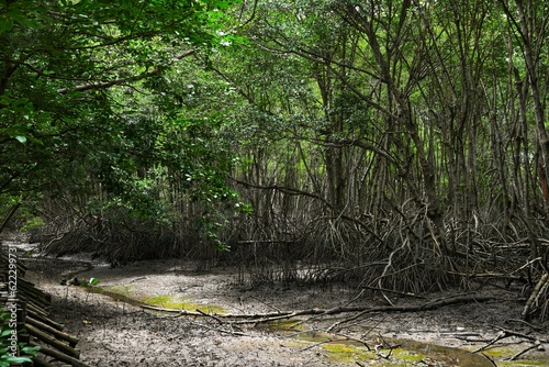 view of the mangrove forest Pranburi District Prachuap Khiri Khan Province, Thailand. Taken on 16 June 2023.
