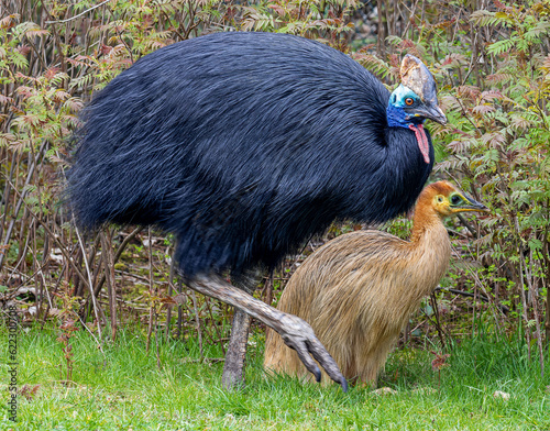 Close-up view of a female Southern cassowary (Casuarius casuarius) with chick