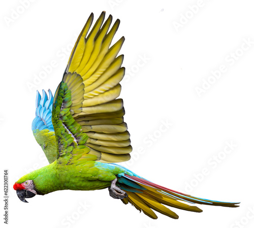 Close-up view of a flying Military Macaw (Ara militaris), isolated on white background