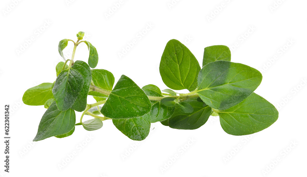 Fresh origano branch leaf on transparent png Fresh origano branch leaf on transparent png
