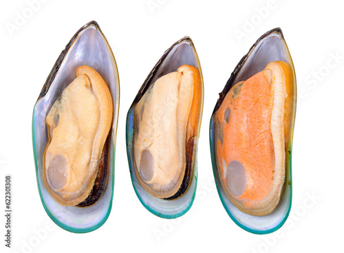 mussel on transparent png