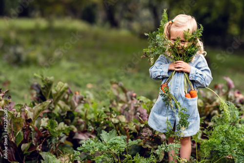 Cute toddler smiling blonde girl in blue outfit picking carrots. organic homemade vegetables harvest carrots in the hands of a child