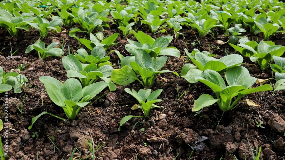 Obraz premium Fresh and organic Bok Choy plants growing in vegetable garden.