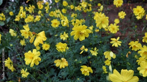 Cosmos sulphureus is a species of flowering plant in the sunflower family Asteraceae, also known as sulfur cosmos and yellow cosmos.