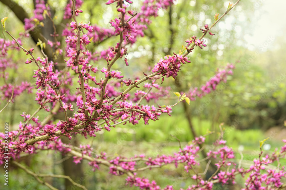 Cercis siliquastrum, or Judas tree, is a Tree from Southern Europe and Western Asia. Deep pink colour flowers. Cercis siliquastrum, or Judas tree, is a Tree from Southern Europe and Western Asia. Deep pink colour flowers.