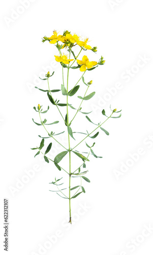 Hypericum flowers