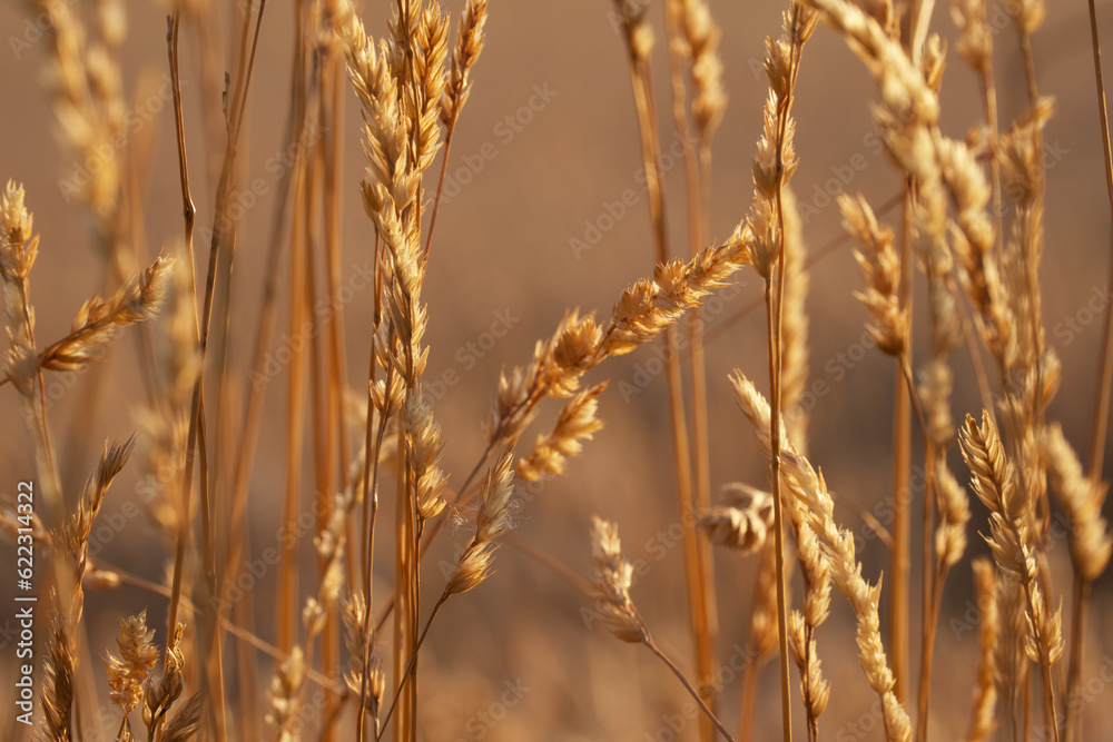 Fototapeta premium dry grass in the sunset light