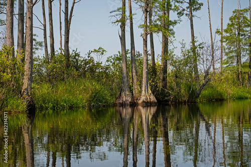 swamp landscape in the Okefenokee National Wildlife Refuge in Georgia