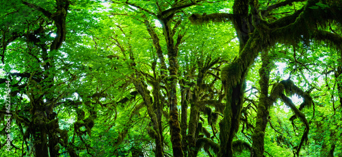 Stunning hall of mosses in the Hoh rainforest