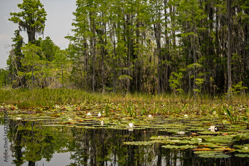 swamp landscape in the Okefenokee National Wildlife Refuge in Georgia