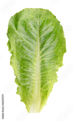 Romaine Lettuce leaf