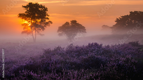 Blooming Heather fields  purple pink heather in bloom  blooming heater on the Veluwe Zuiderheide park  Netherlands. Holland