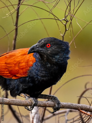 Greater coucal's spectacular red eye 