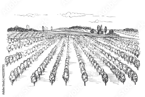 Vineyard landscape drawing. Hand drawn vector illustration of grape plant on isolated white background for print, label, poster, brochure, template, banner, logo.Design element vine, imitation ink