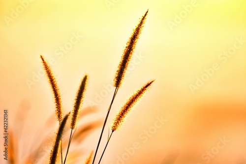 wheat field at sunset