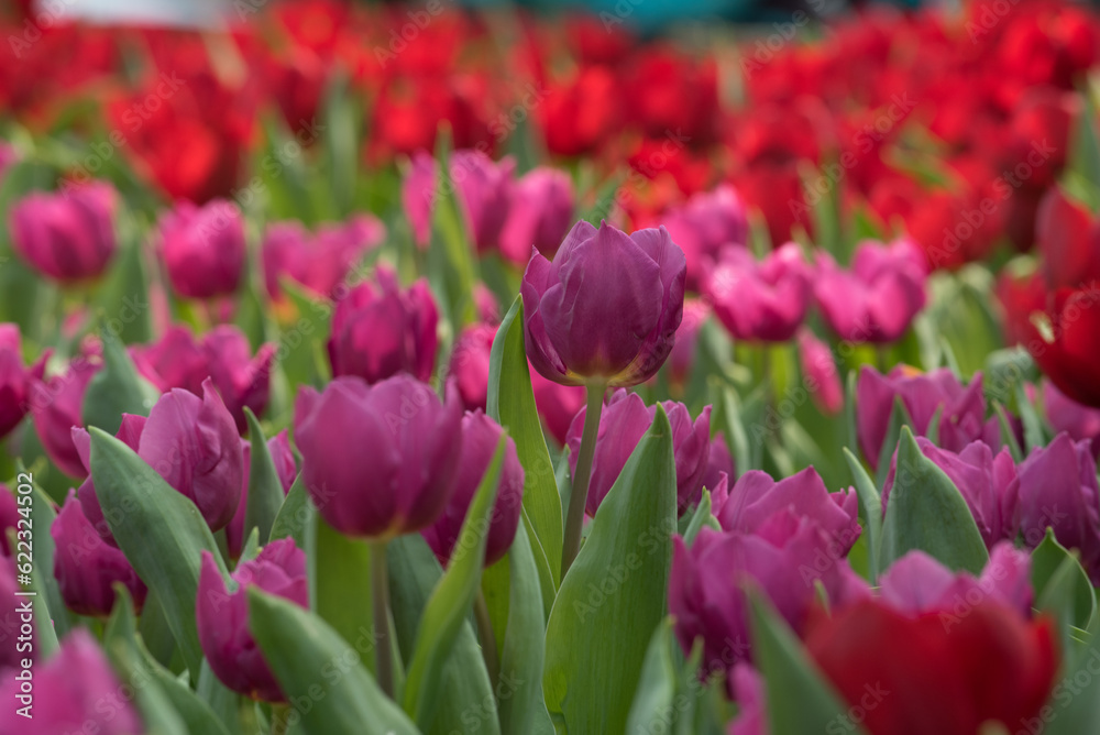 Fototapeta premium tulips in the garden