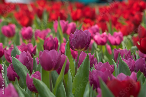 tulips in the garden