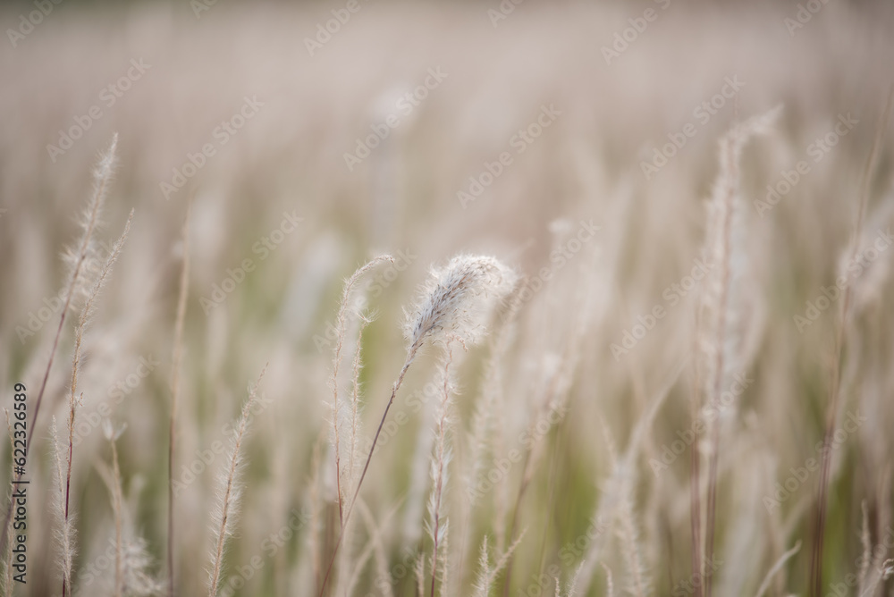 Fototapeta premium grass in a field