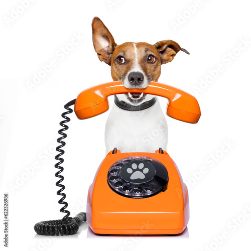 Jack russell dog with glasses as secretary or operator with red old  dial telephone or retro classic phone