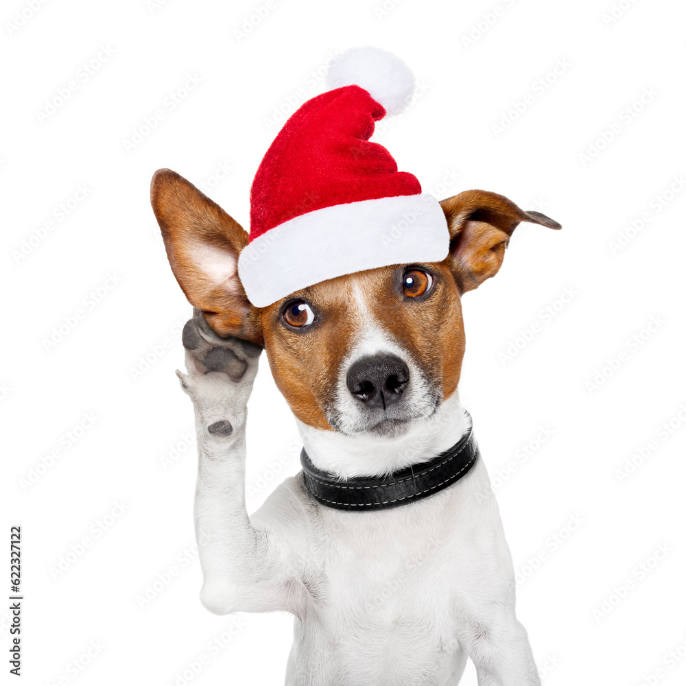 jack russell dog listening with one ear very carefully, with red santa claus hood or hat , for xmas or christmas holidays