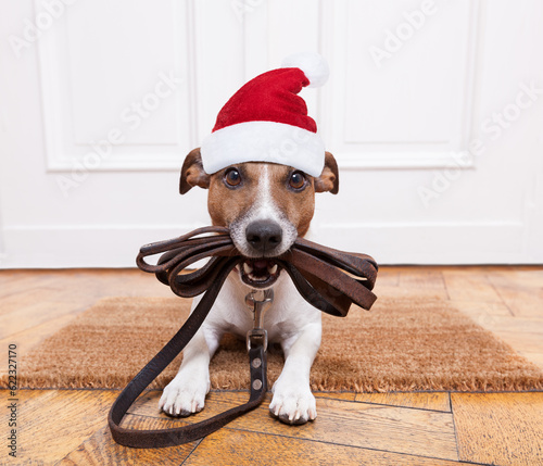 jack russell dog  waiting a the door at home with leather leash, ready to go for a walk with his owner for christmas ot xmas holidays with red santa claus hat