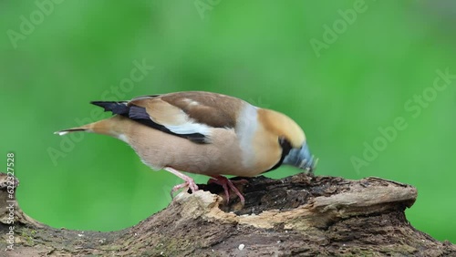 Kernbeißer (Coccothraustes coccothraustes)  photo