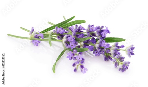 Fototapeta Naklejka Na Ścianę i Meble -  Lavender flowers isolated on white background 