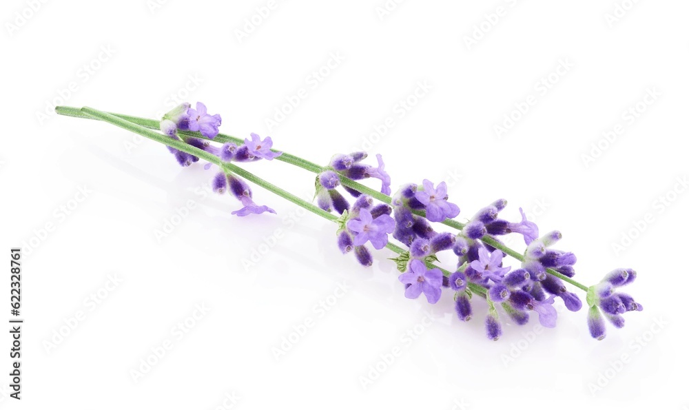 Fototapeta premium Lavender flowers isolated on white background 