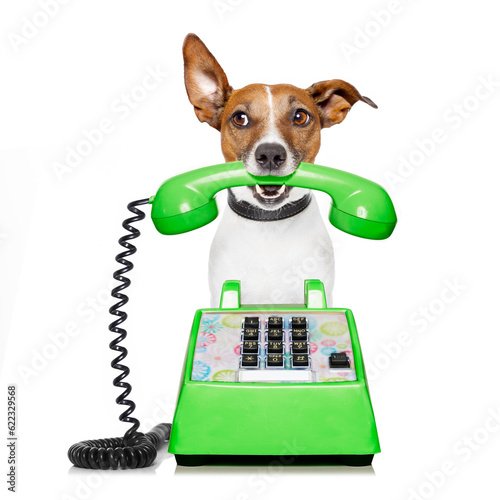 Jack russell dog with glasses as secretary or operator with red old  dial telephone or retro classic phone © Designpics
