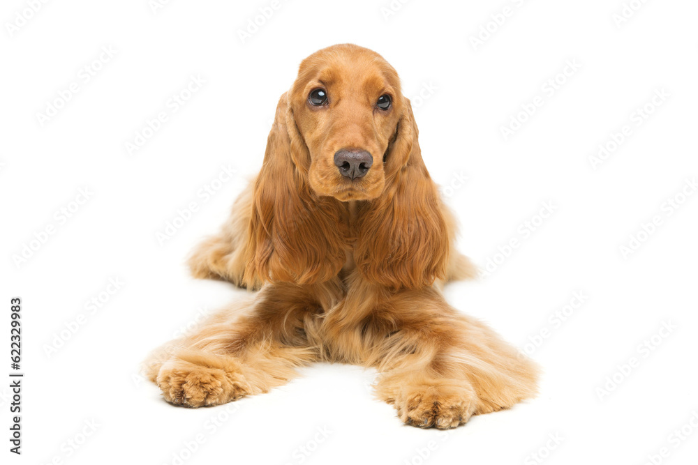 Portrait of beautiful young brown cocker spaniel dog lying over white background. Studio shot. Copy space.