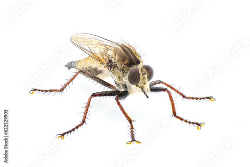 Robber fly Isolated on white background. Proctacanthus longus a species in Florida. Extremely detailed macro closeup showing hairs and bristles on legs and face. front side profile view