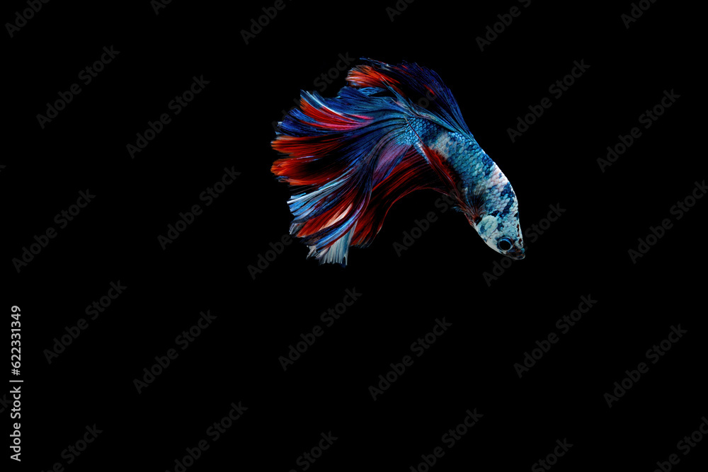 Siamese fighting fish.Multi color fighting fish isolated on black background. Siamese fighting fish.Multi color fighting fish isolated on black background.