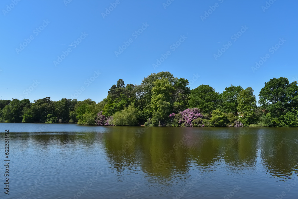 lake with blue skies and green trees and purple flowers lake with blue skies and green trees and purple flowers