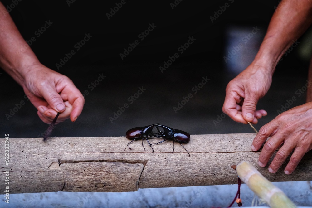 person holding a 
beetle