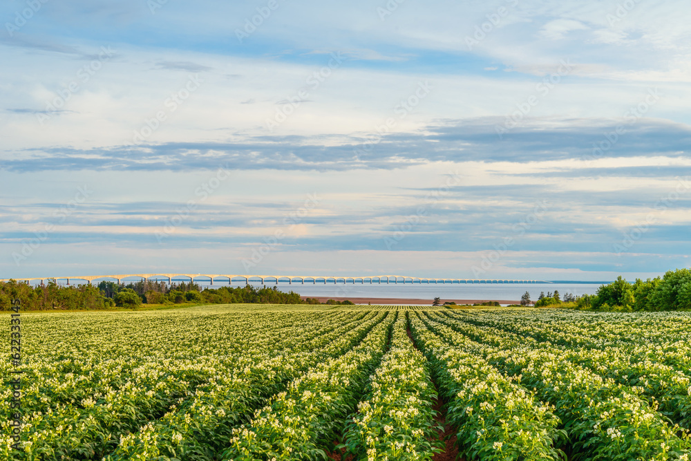 Rows of potato plants in a potato field with the Confederation Bridge in the distant background (Prince Edward Island, Canada)